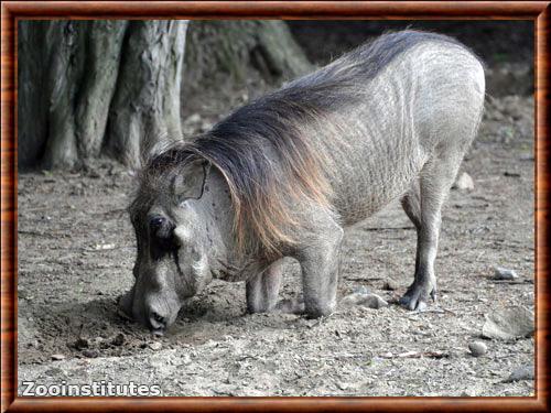 Common warthog (Phacochoerus africanus)