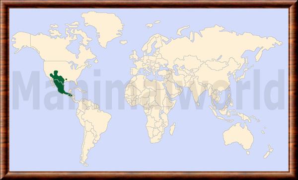 Conepatus leuconotus distribution