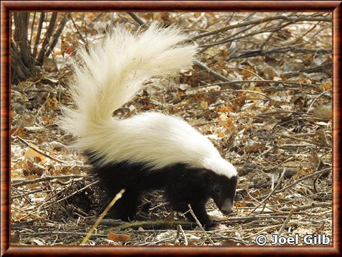 Conepatus leuconotus