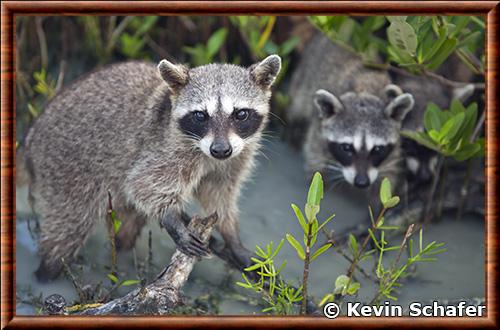 Cozumel raccoon (Procyon pygmaeus)