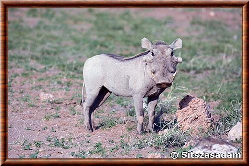 Desert warthog (Phacochoerus aethiopicus)