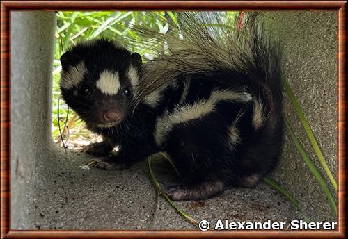 Eastern spotted skunk (Spilogale putorius)