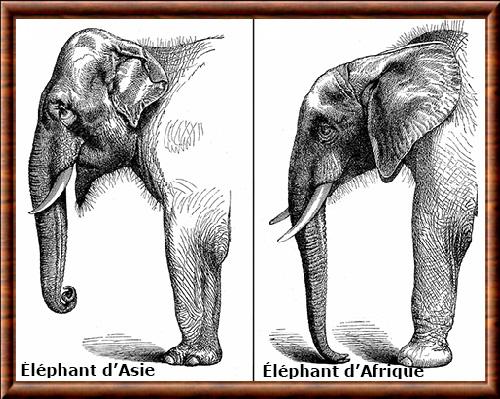 Elephant anatomie