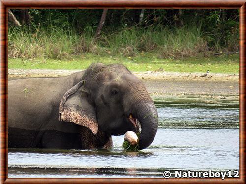 Elephant d’Asie au Sri Lanka