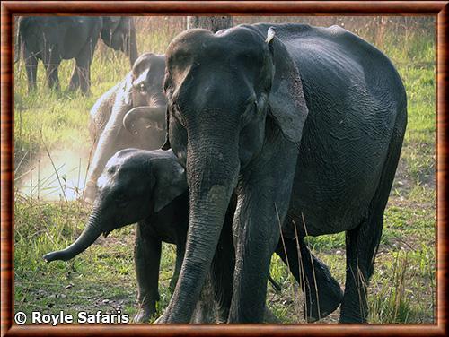 Elephant d’Asie et elephanteau