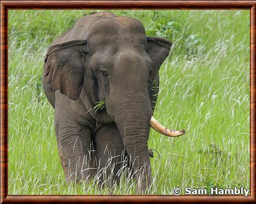 Elephant d’Asie gros plan