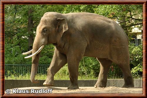 Elephant d’Asie male zoo de Berlin