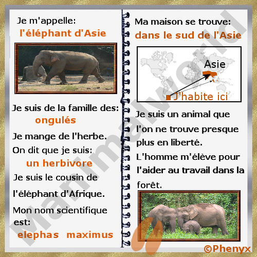 Elephant d'Asie pour enfants