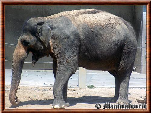 Elephant d’Asie zoo Amiens