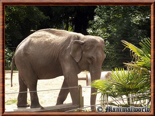 Elephant d’Asie (Elephas maximus)