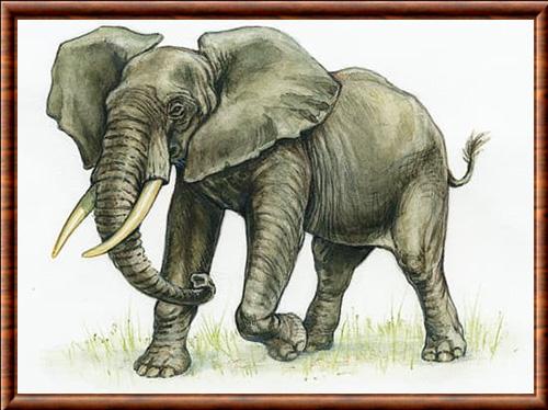 Elephant illustration