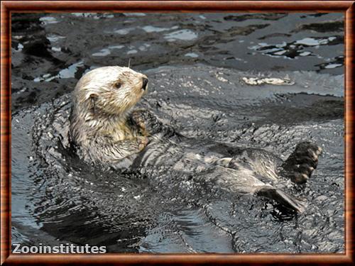 Loutre de mer d'Alaska (Enhydra lutris kenyoni)