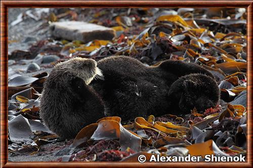 Loutre de mer d'Asie (Enhydra lutris lutris)