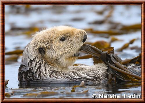 Loutre de mer du sud (Enhydra lutris nereis)