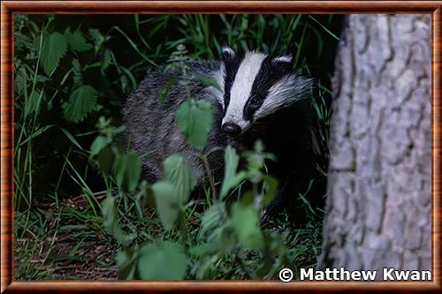 European badger (Meles meles)