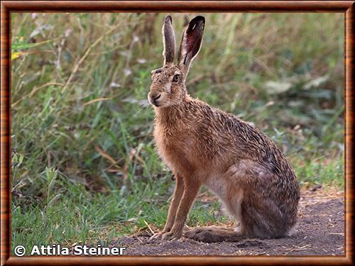 European hare (Lepus europaeus)