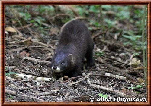 European mink (Mustela lutreola)