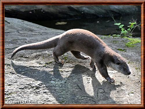 European otter (Lutra lutra)