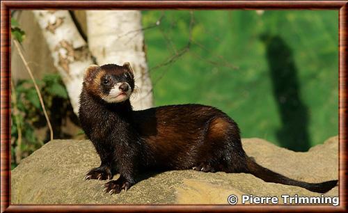 European polecat (Mustela putorius)