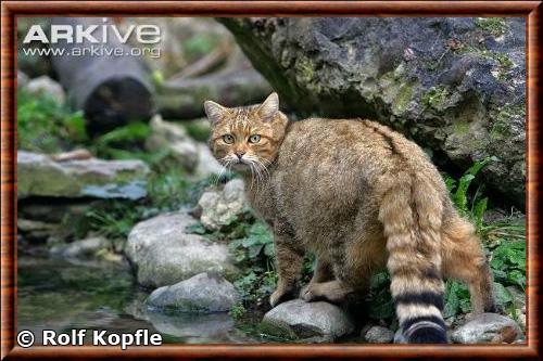 European wildcat (Felis silvestris)