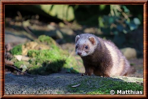 Ferret (Mustela putorius furo)