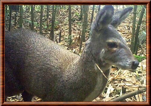 Forest musk deer (Moschus berezovskii)