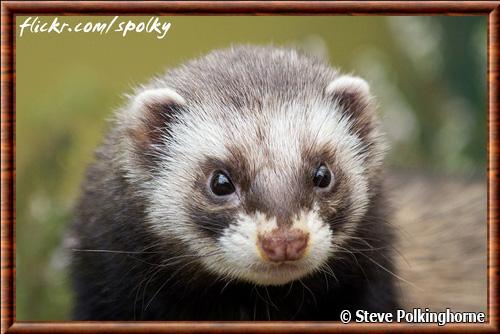 Furet domestique gros plan