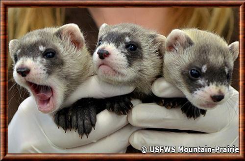 Furet domestique juvenile