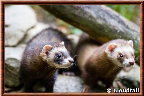 Furet domestique portrait