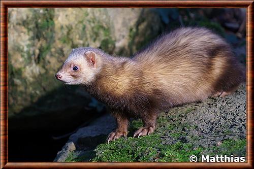 Furet domestique