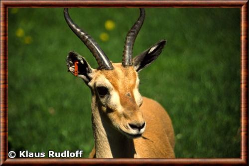 Gazelle de Heuglin gros plan