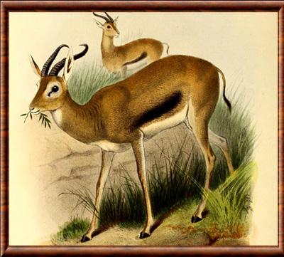 Gazelle de Heuglin illustration