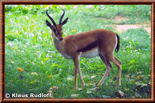 Gazelle de Heuglin zoo de Varsovie