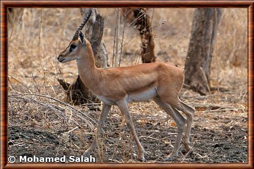 Gazelle de Heuglin (Eudorcas tilonura)