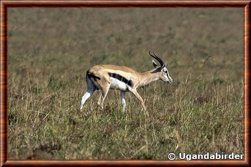 Gazelle de Mongalla (Eudorcas albonotata)