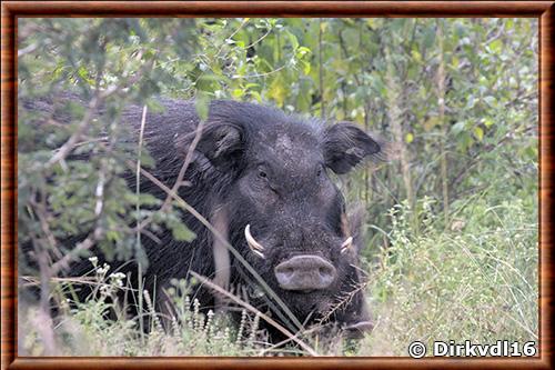 Giant forest hog (Hylochoerus meinertzhageni)