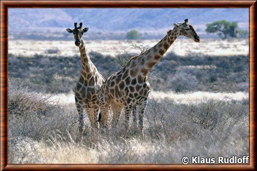 Girafe d'Angola (Giraffa giraffa angolensis)