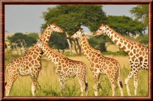 Girafe d'Ouganda