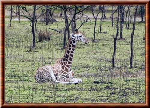 Girafe de Nubie juvenile