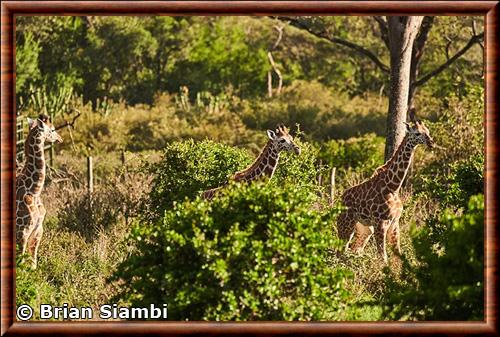 Girafe de Nubie sanctuaire forestier Giraffe Manor