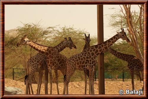 Girafe de Nubie (Giraffa camelopardalis camelopardalis)