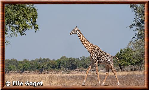 Girafe de Rhodesie