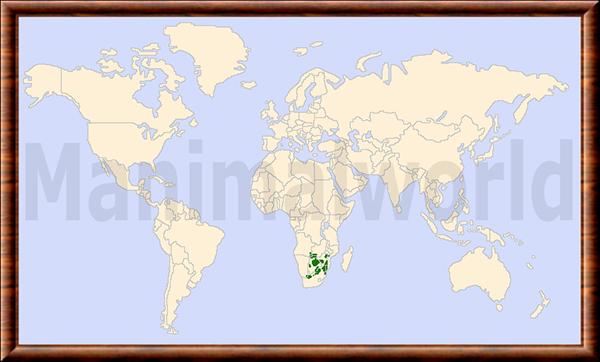 Girafe du Cap repartition