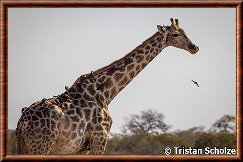 Girafe du Cap (Giraffa giraffa giraffa)