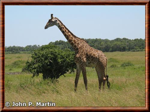 Girafe du Kilimandjaro