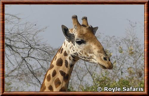 Girafe du Kordofan gros plan