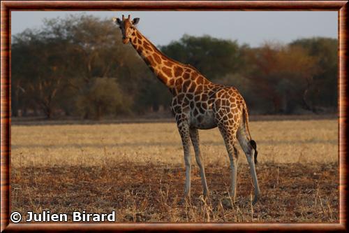 Girafe du Kordofan (Giraffa camelopardalis antiquorum)