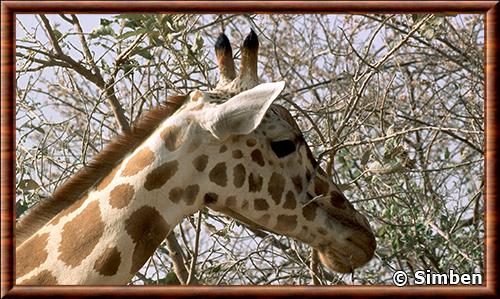 Girafe du Niger portrait