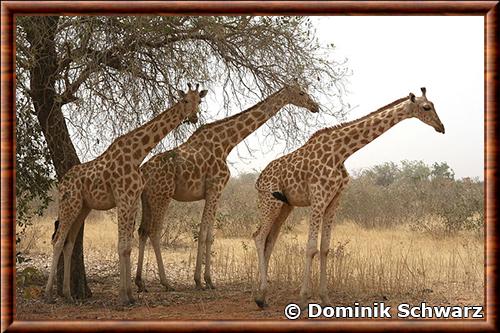 Girafe du Niger reserve de Koure