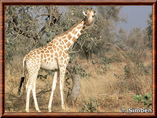 Girafe du Niger (Giraffa camelopardalis peralta)